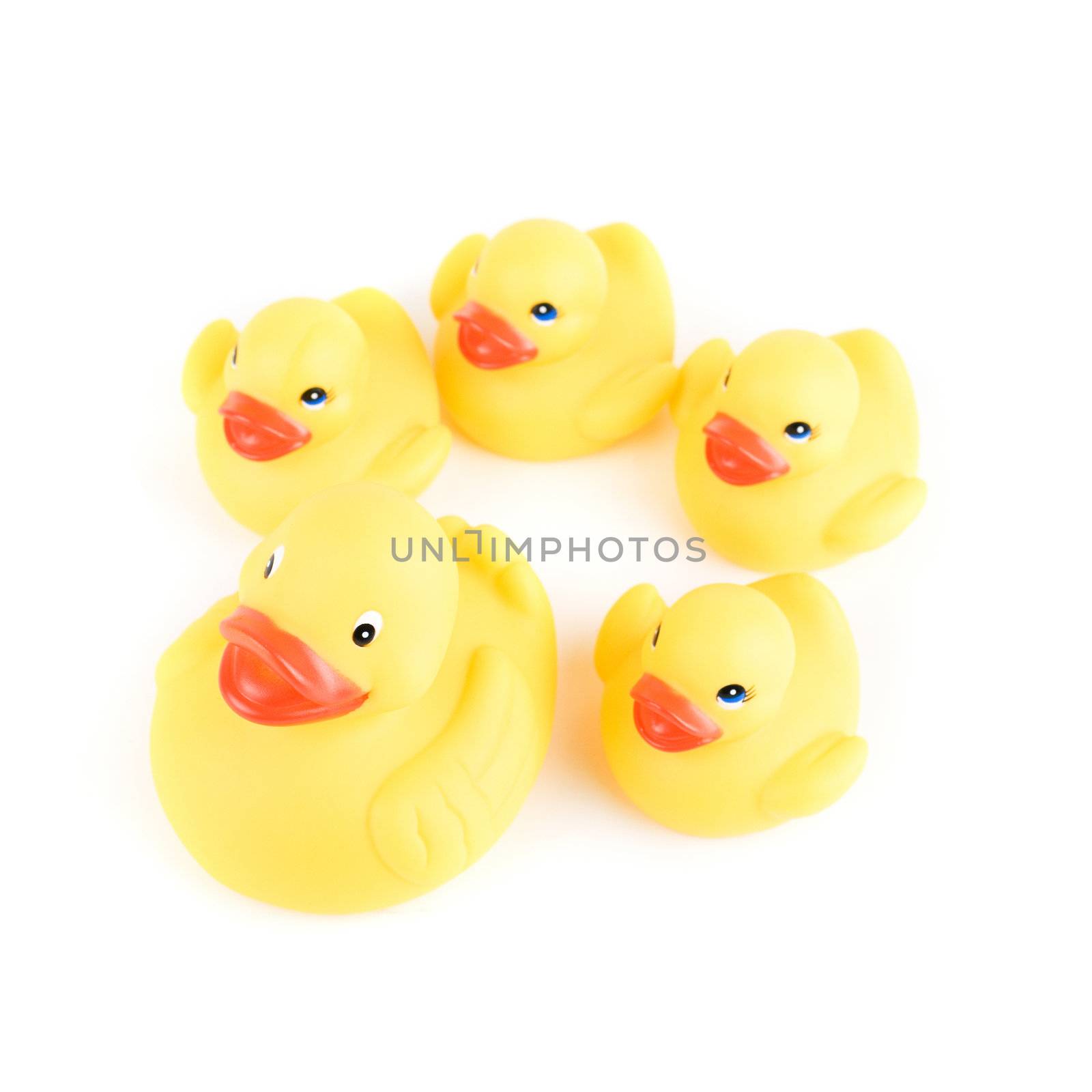 yellow ducks isolated on a white background