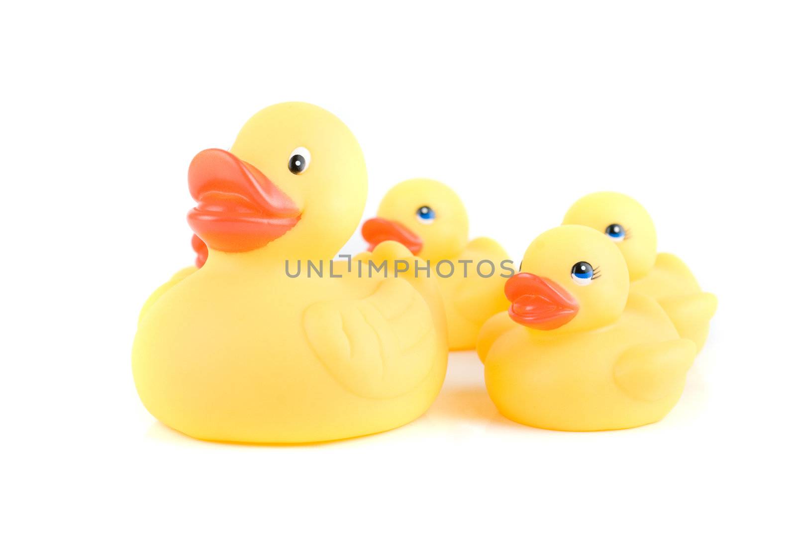 yellow ducks isolated on a white background