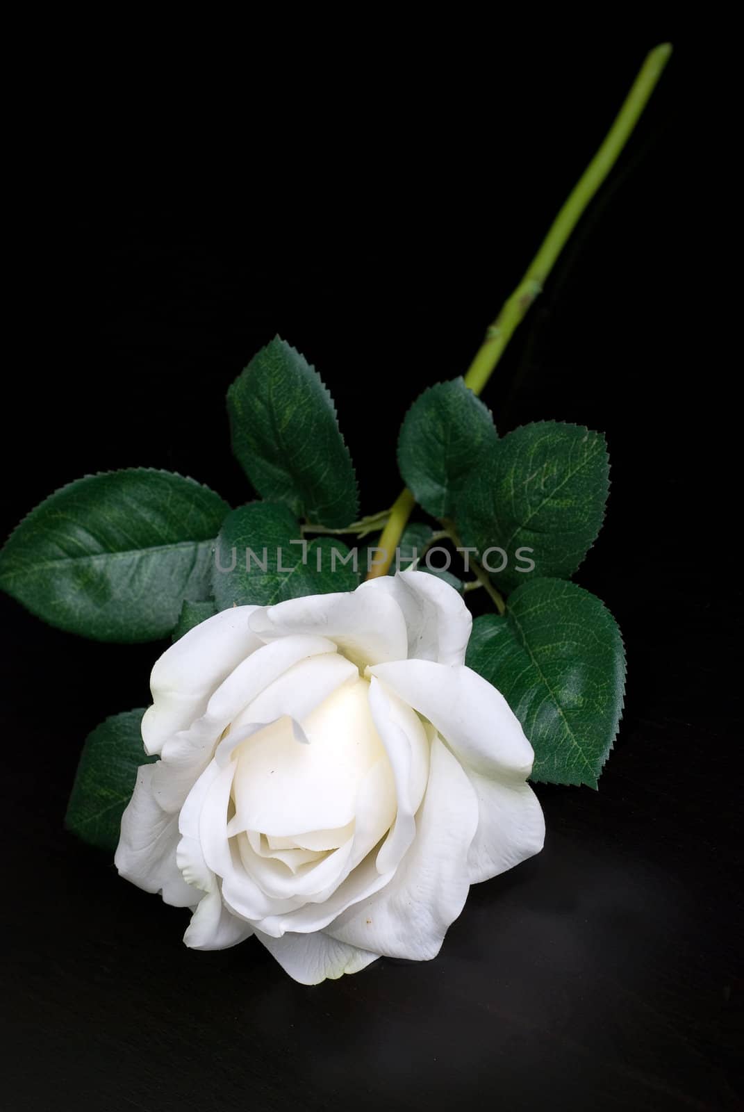 White single rose on a dark background