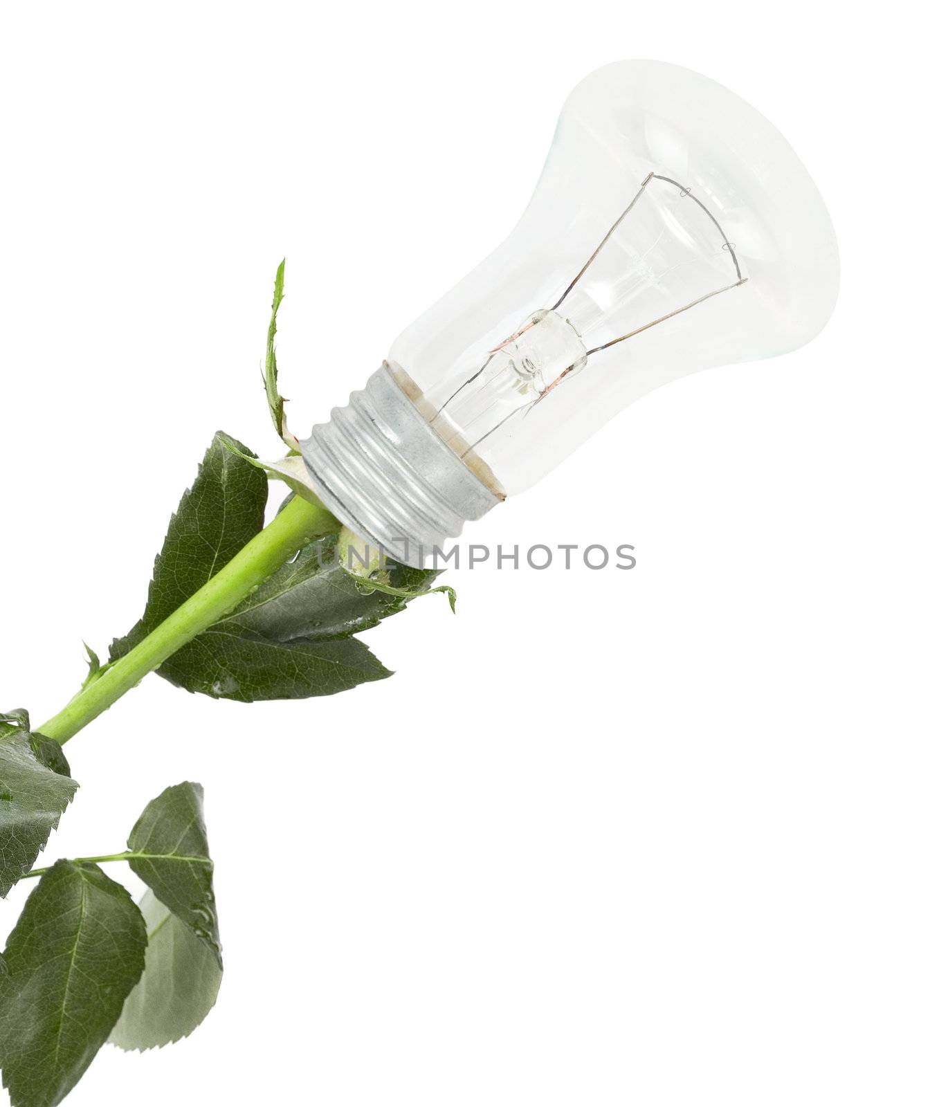 rose bulb flower isolated on a white