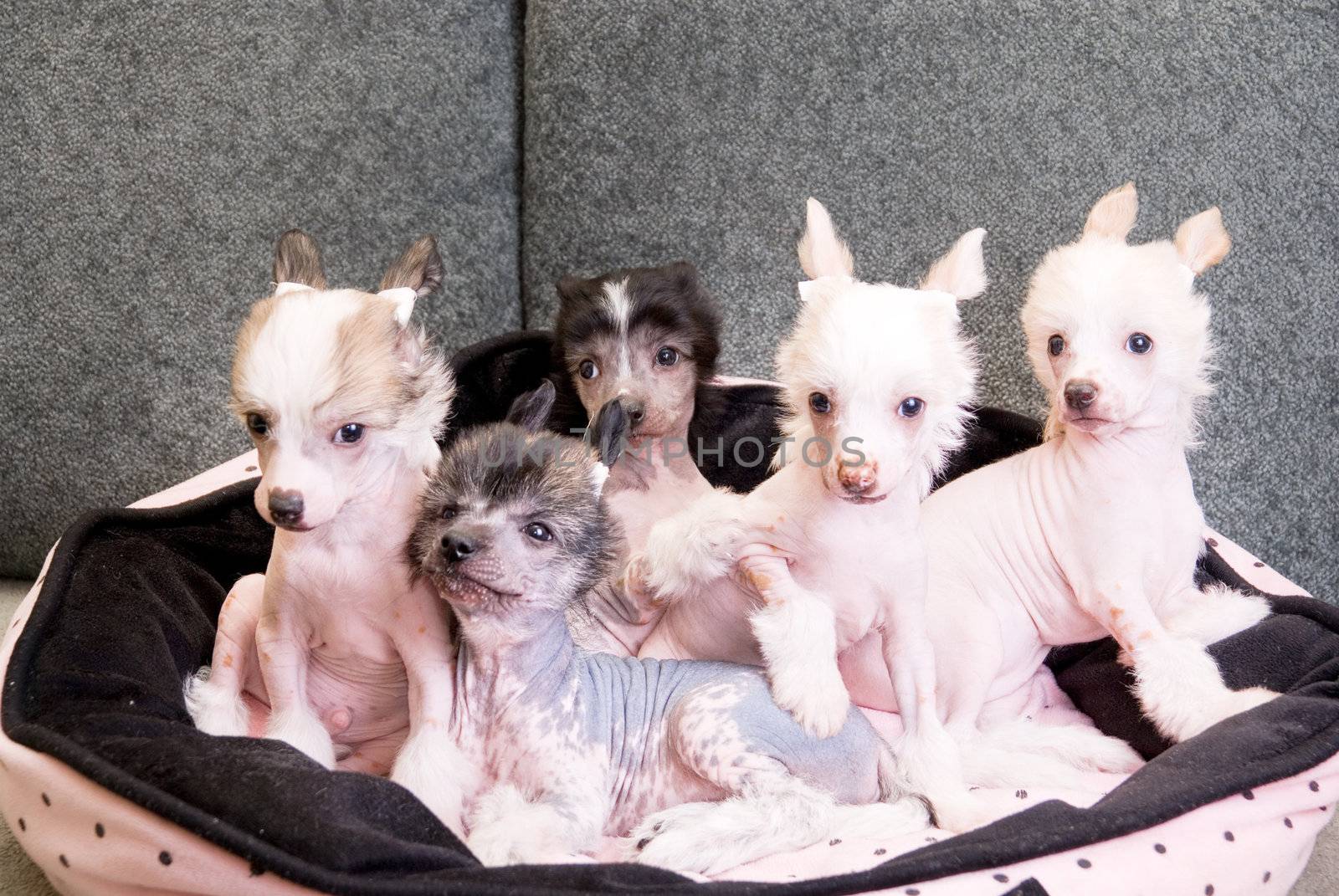 chinese crested puppy dogs in front at sofa
