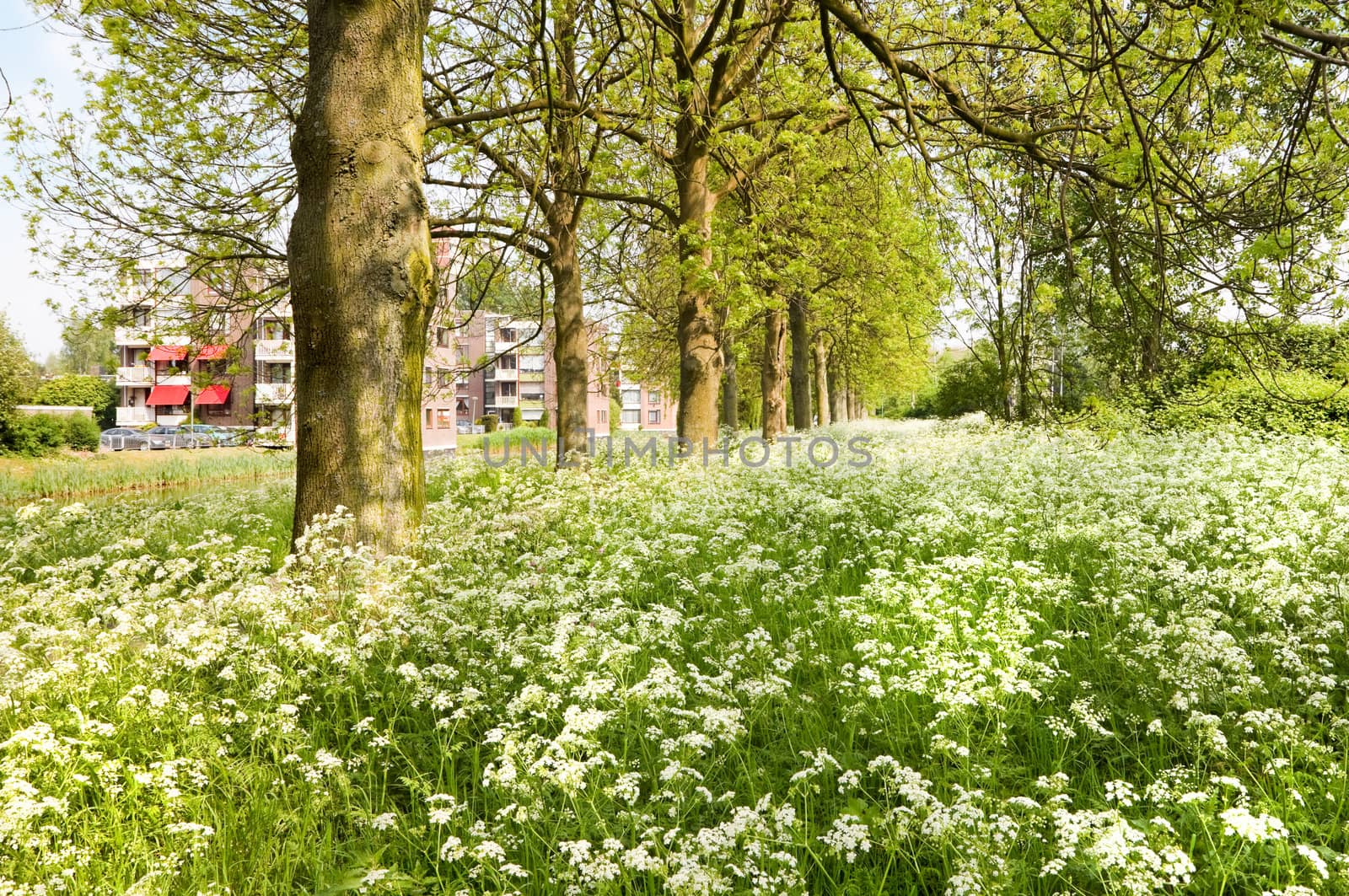 Suburb in spring with fields of blooming flowers