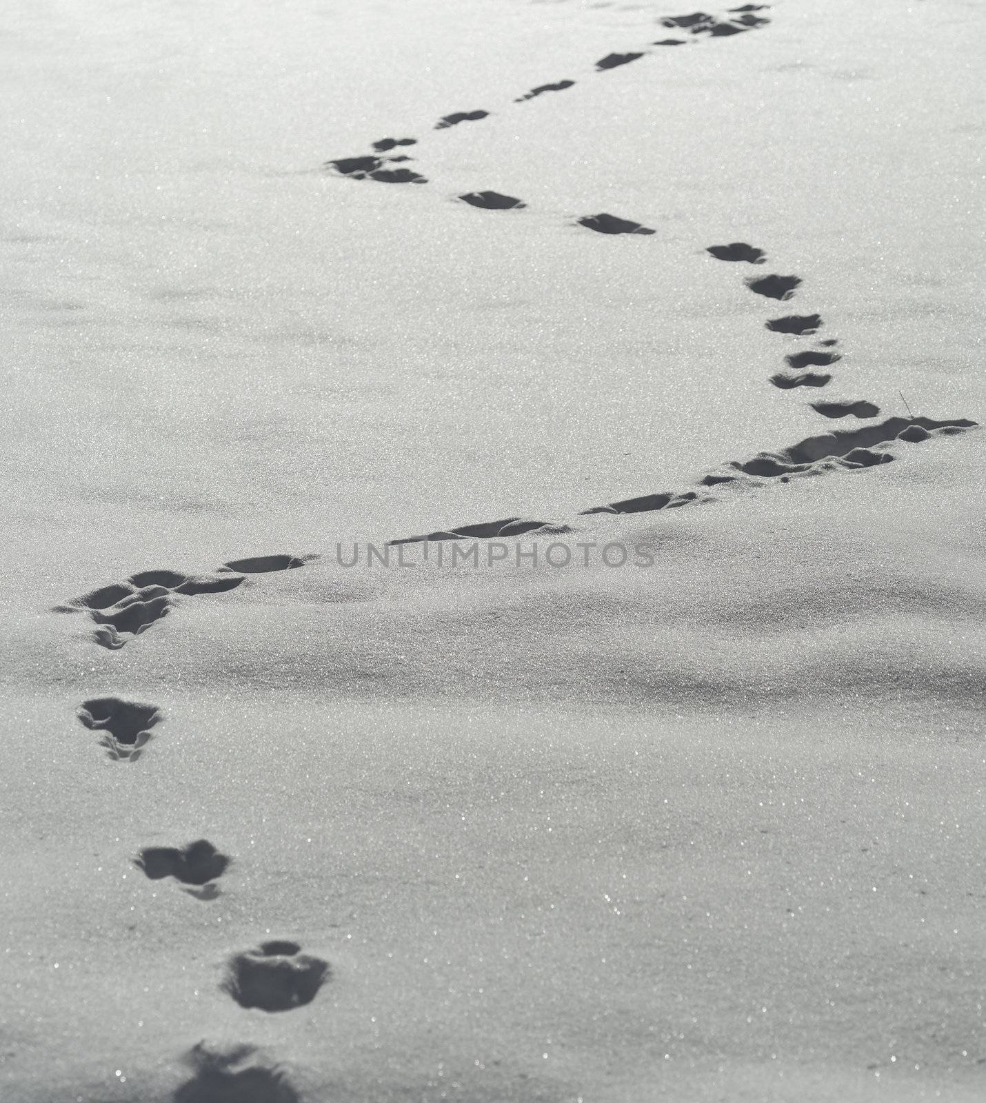 Footprints in snow full frame