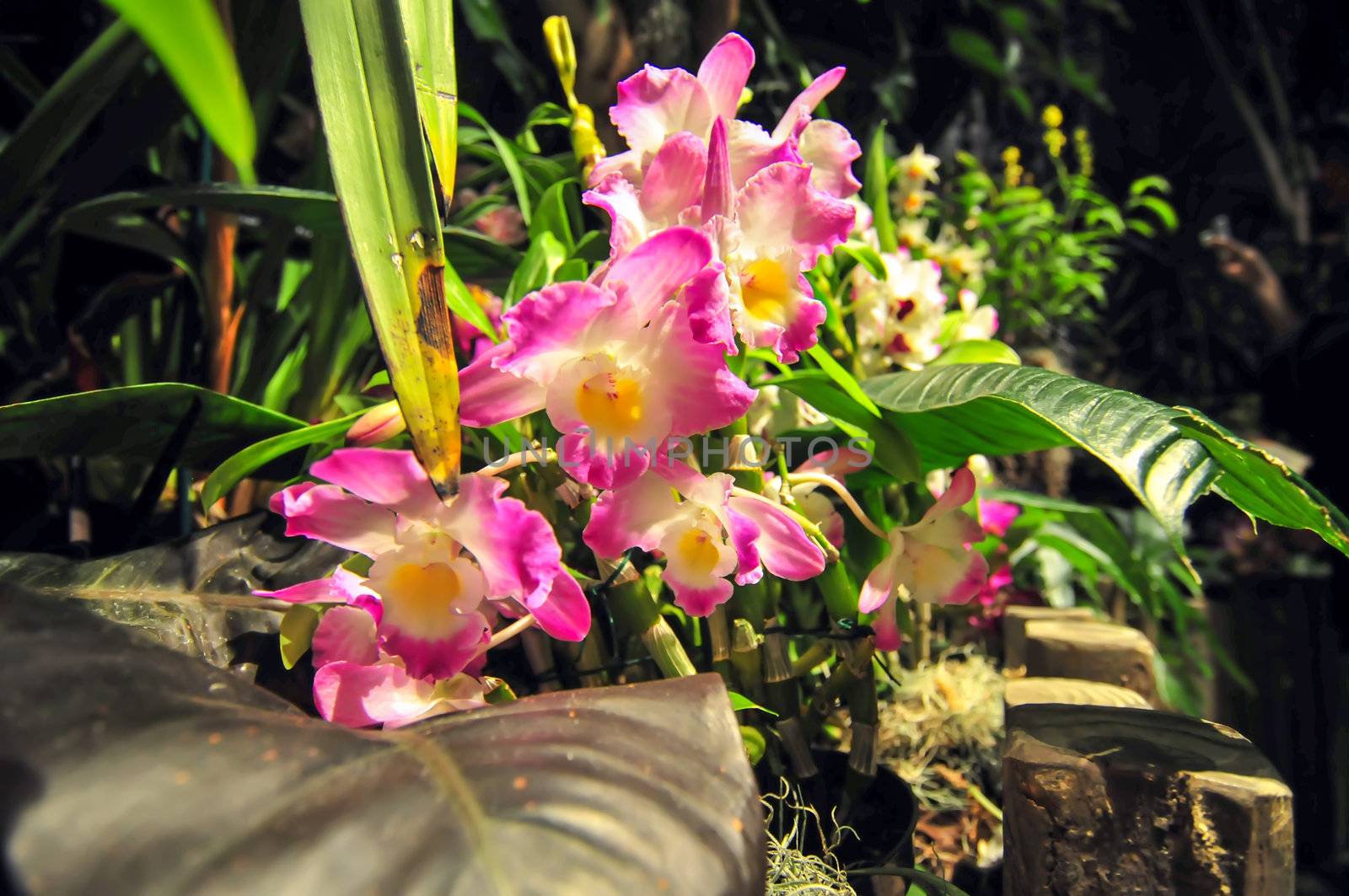 pink orchids blooming in backyard garden