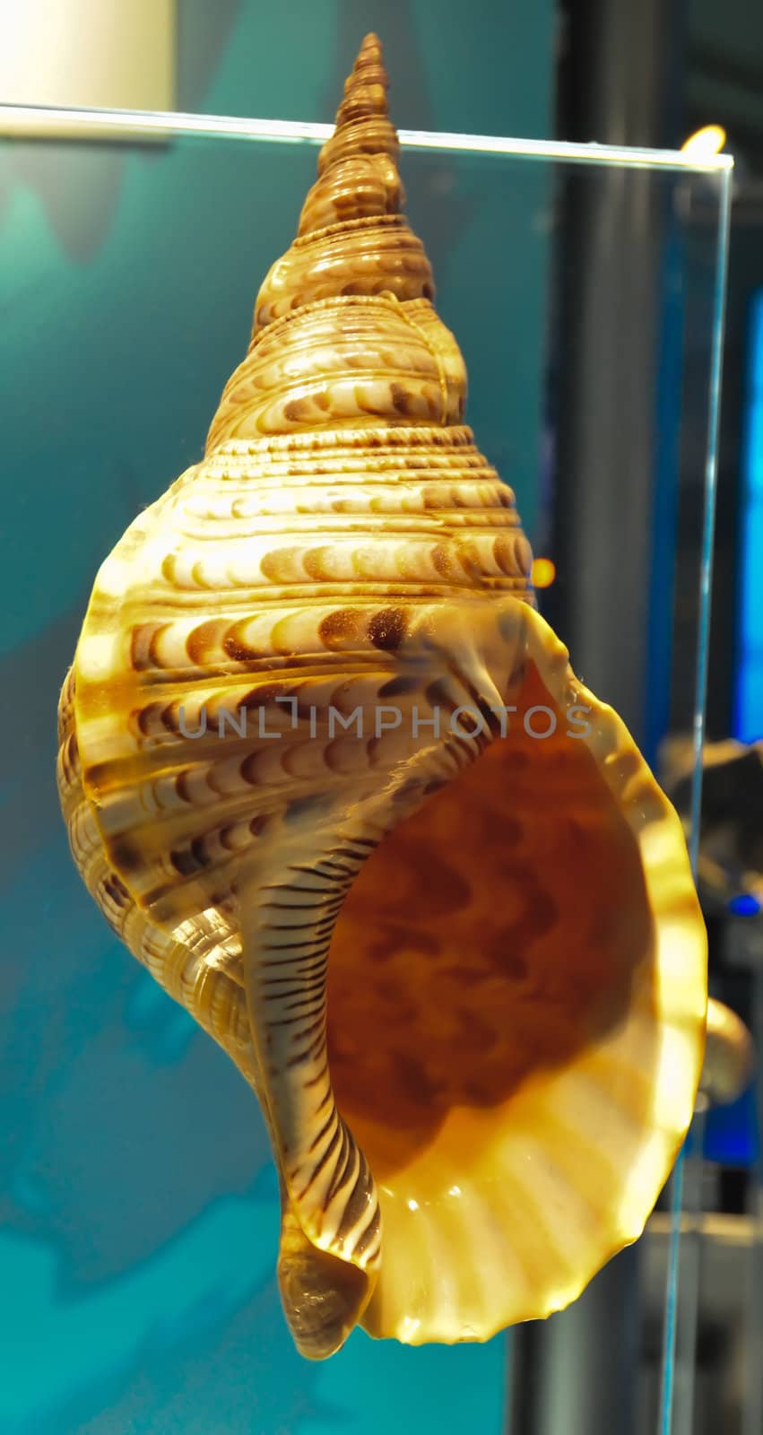 big orange sea shell on display at museum