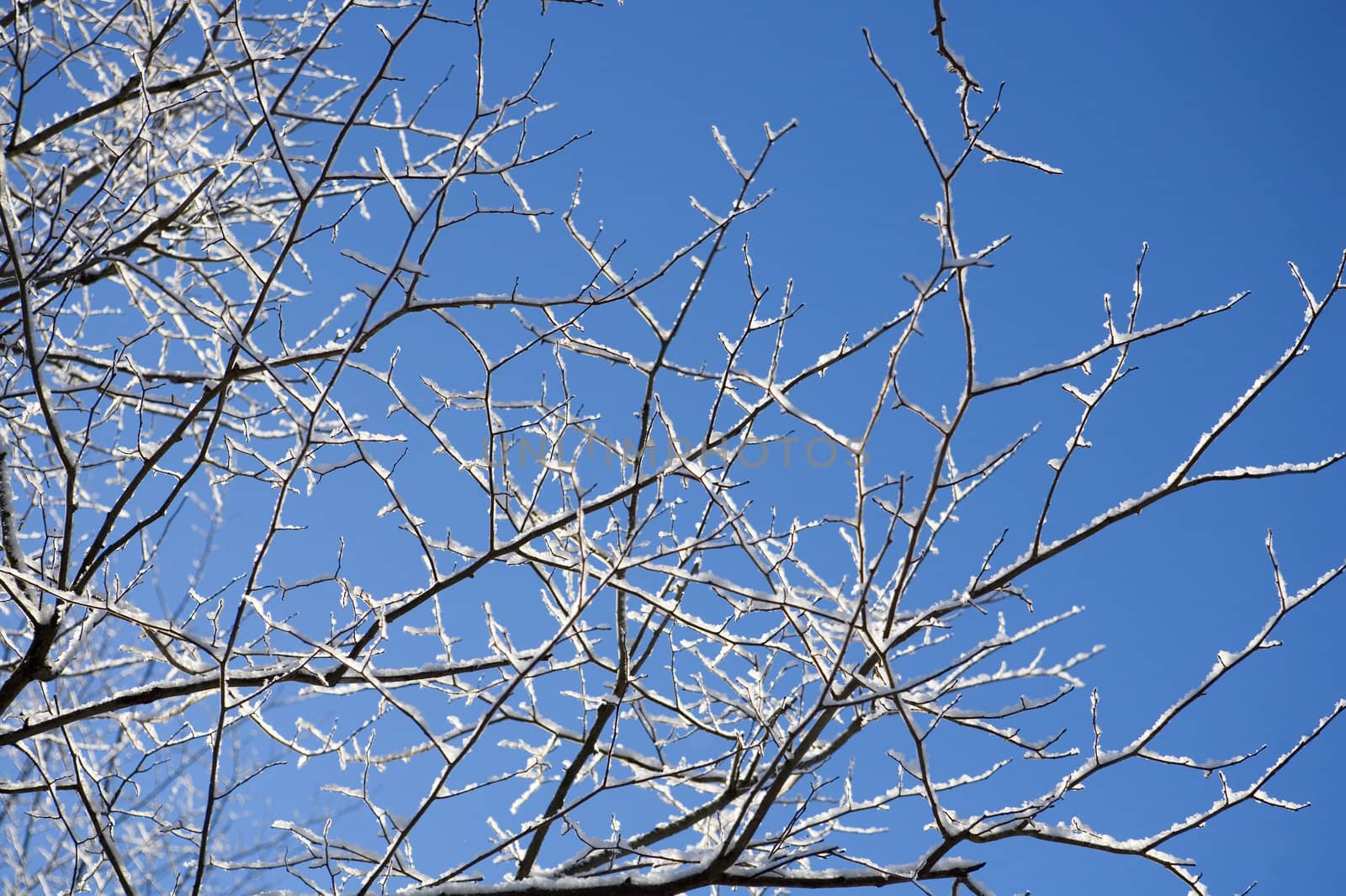 Branches with snow in the winter