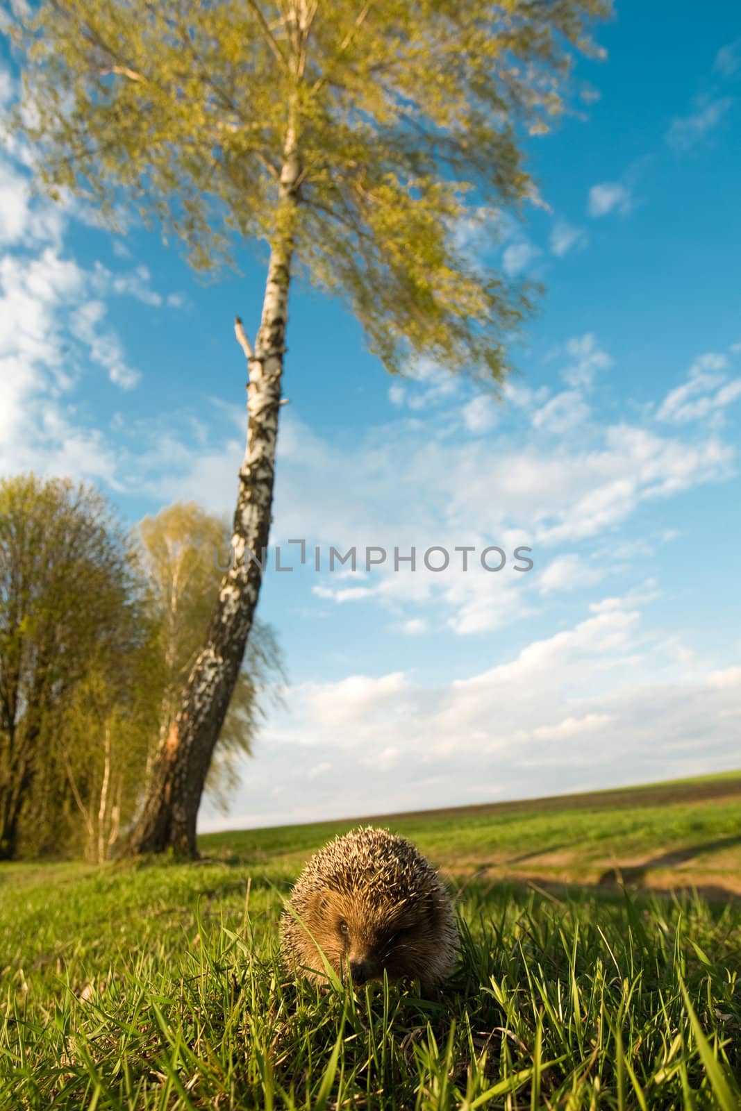 Hedgehog in grass by velkol