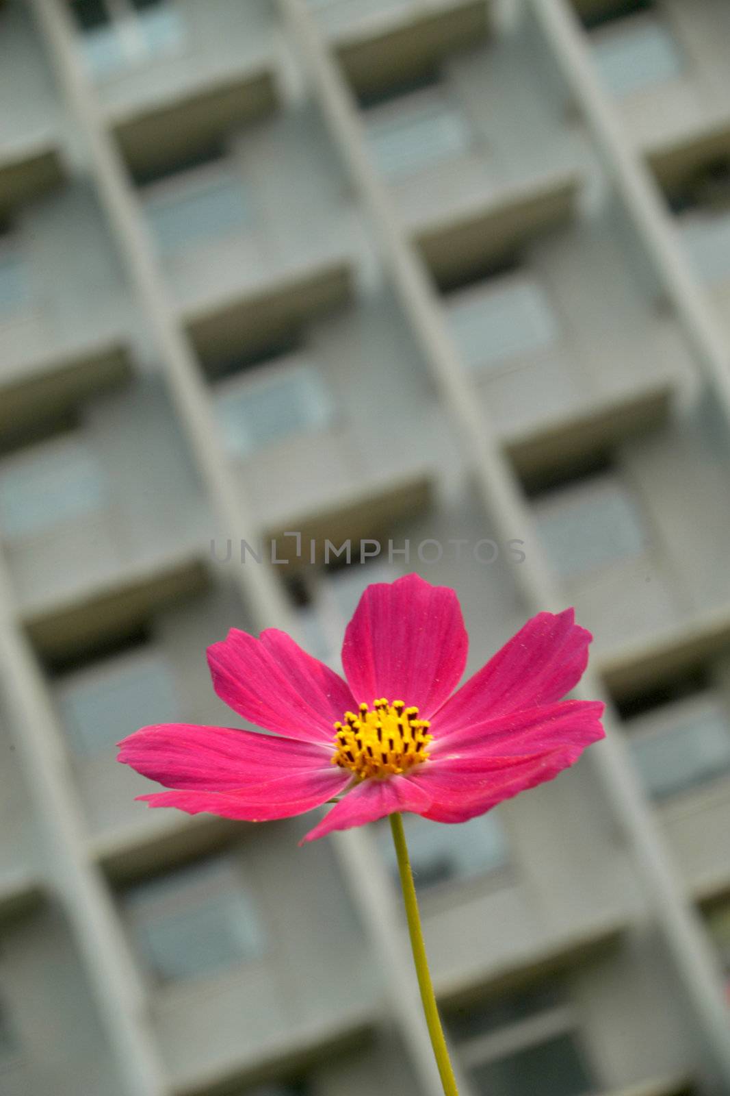 Flower and building by velkol