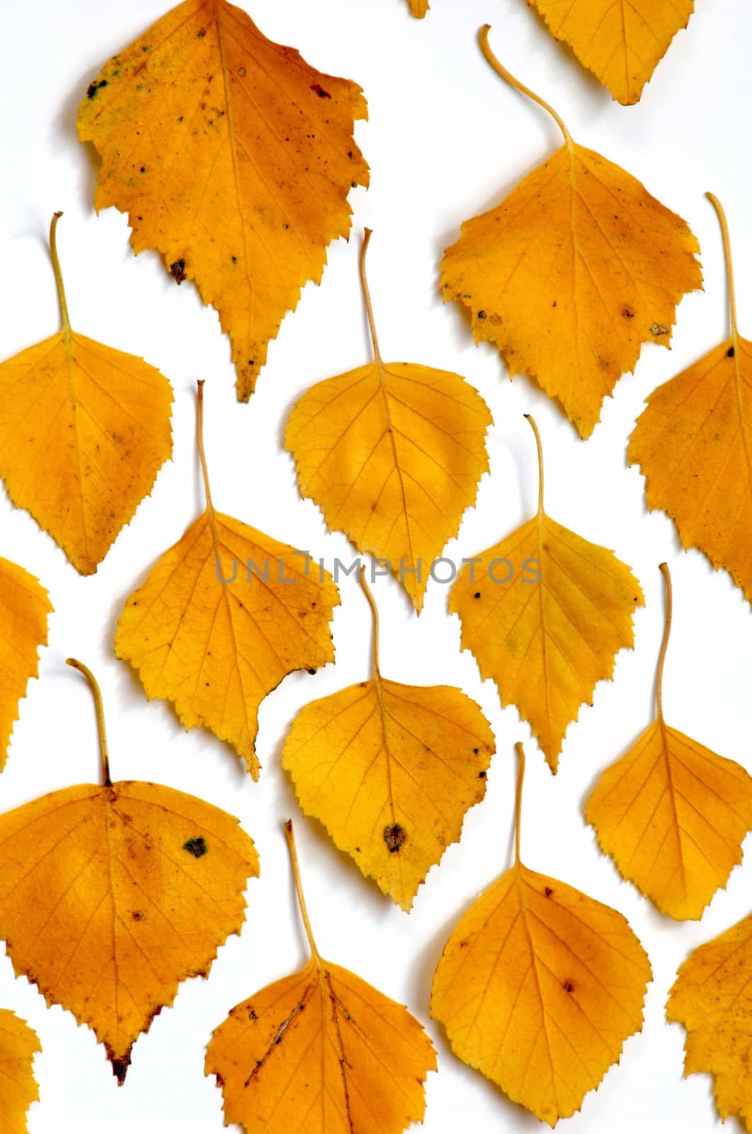 An image of many yellow birch leaves