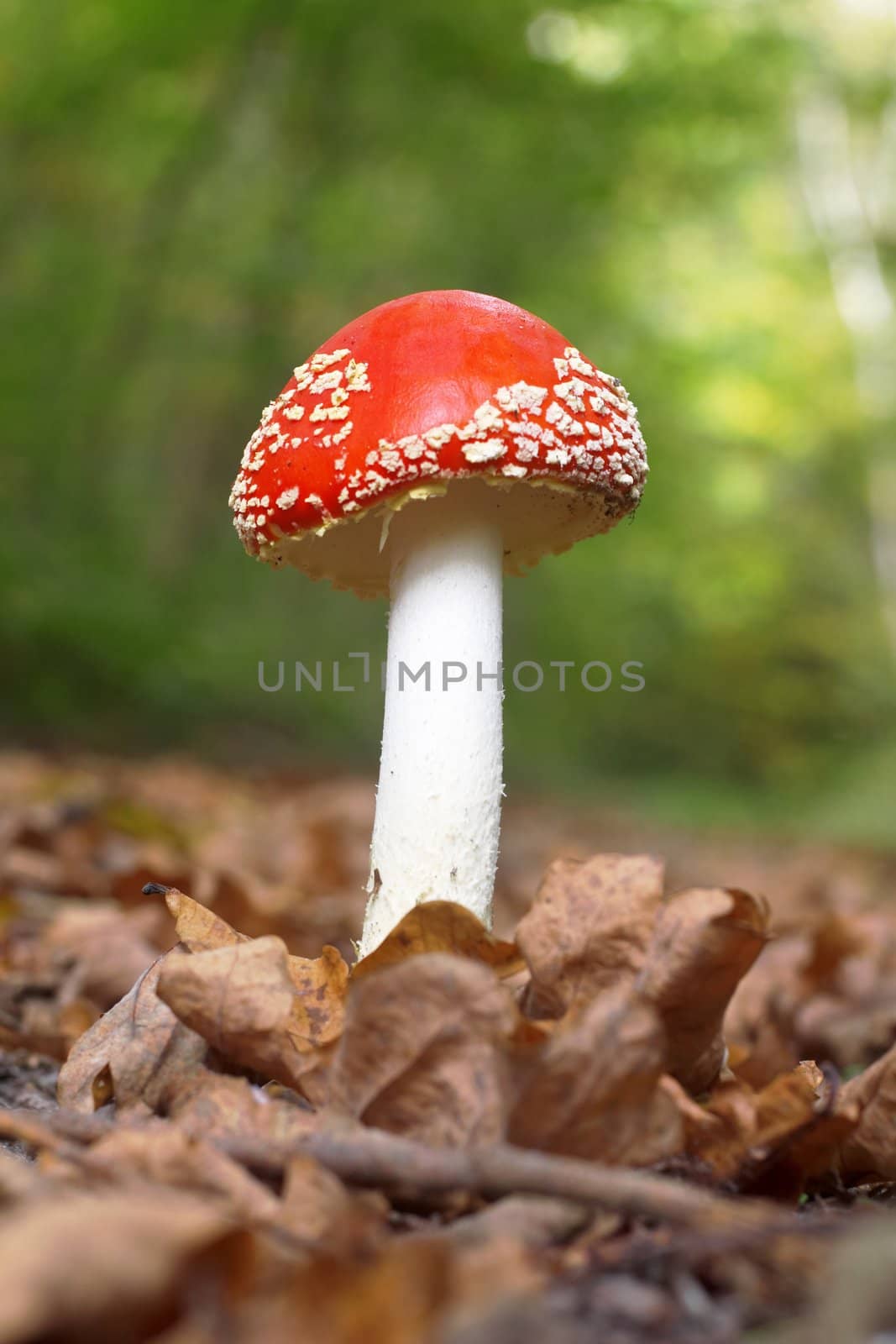 Poison-mushroom by velkol