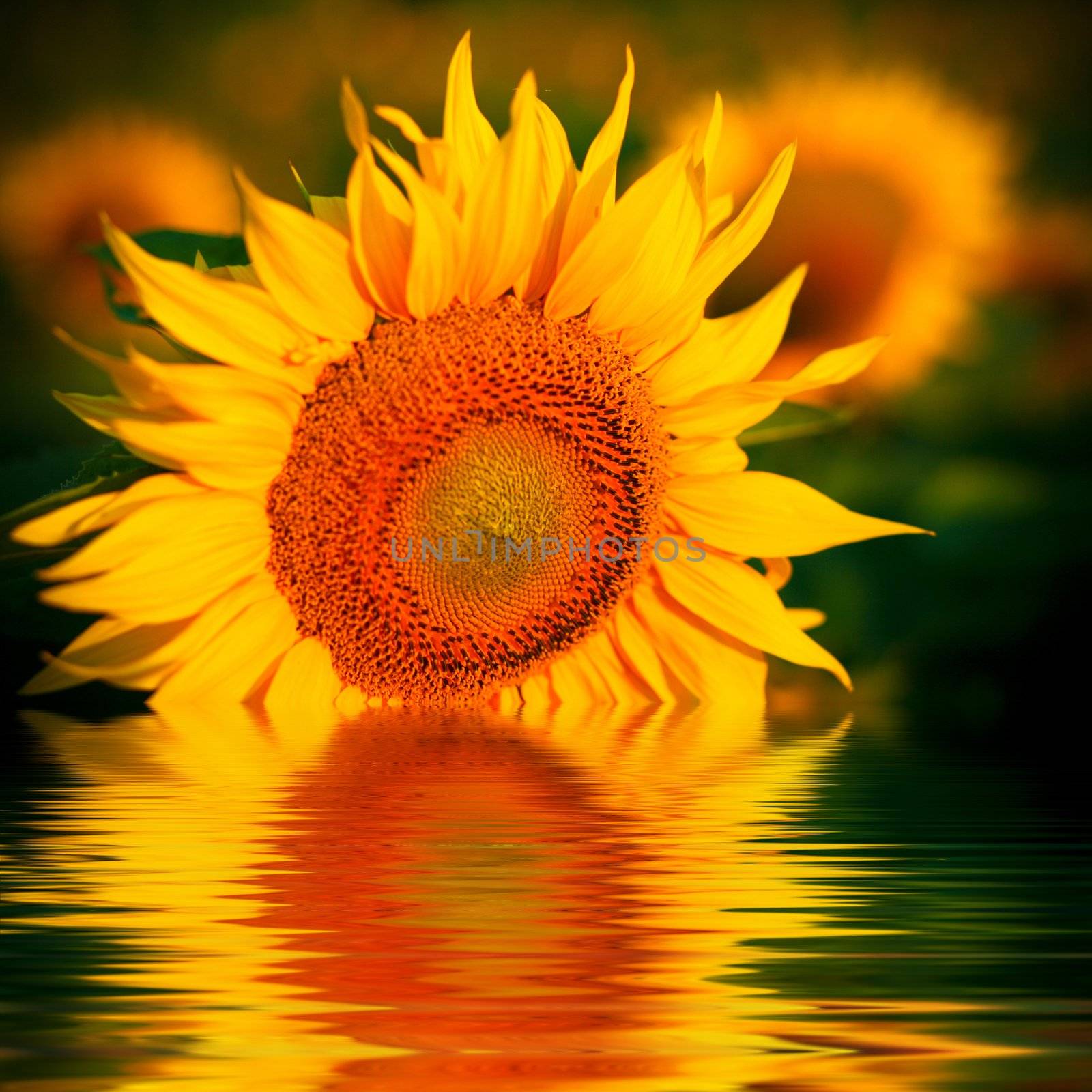 An image of yellow flowers in a river