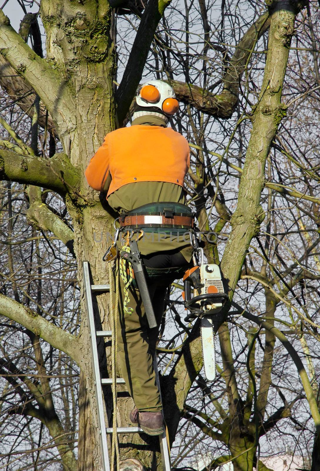 pruning trees, lumberjack amount in a tree to cut branches