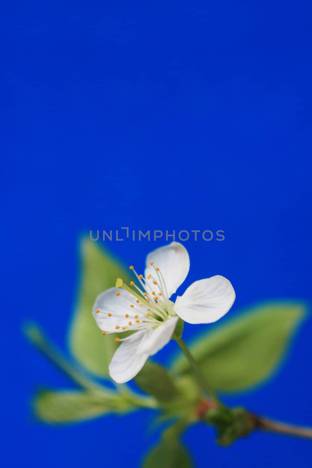 White flower by velkol
