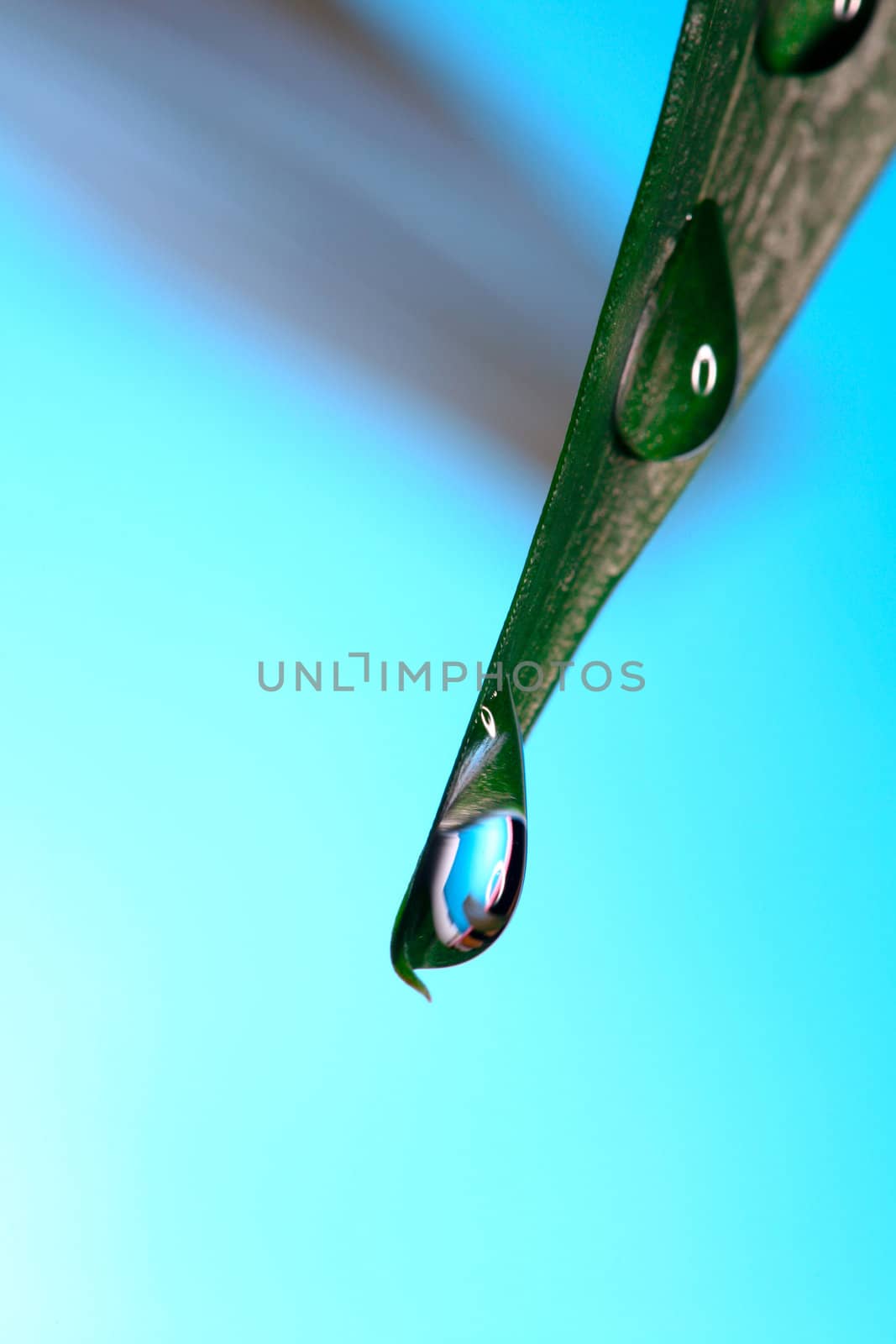 An image of part of green leaf with water drops