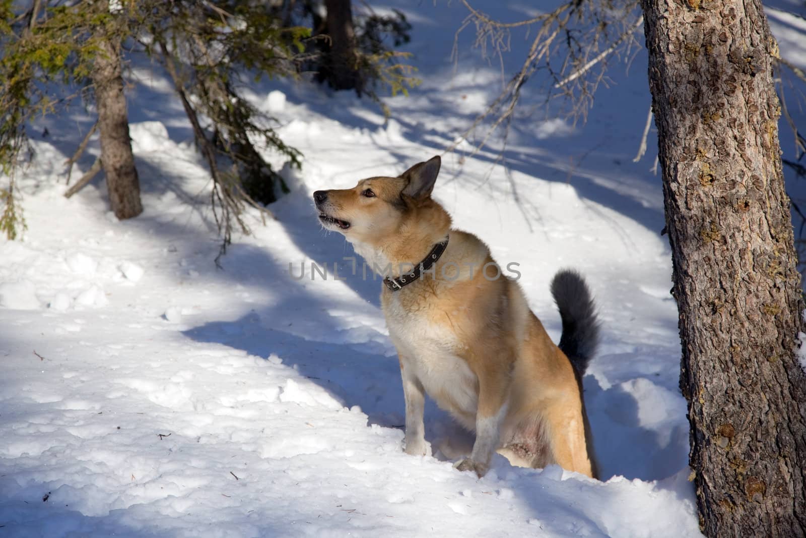 Hunting dog. Winter. Bear Hunt