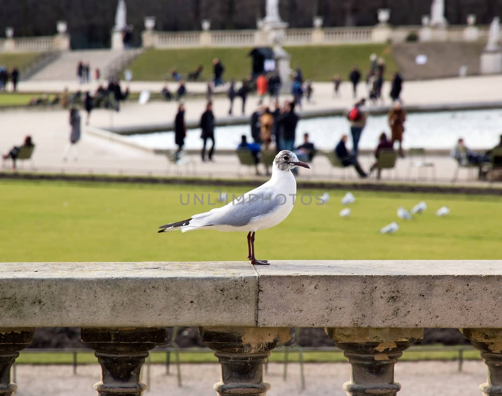 young black-headed gull in the Luxembourg Gardens  Paris