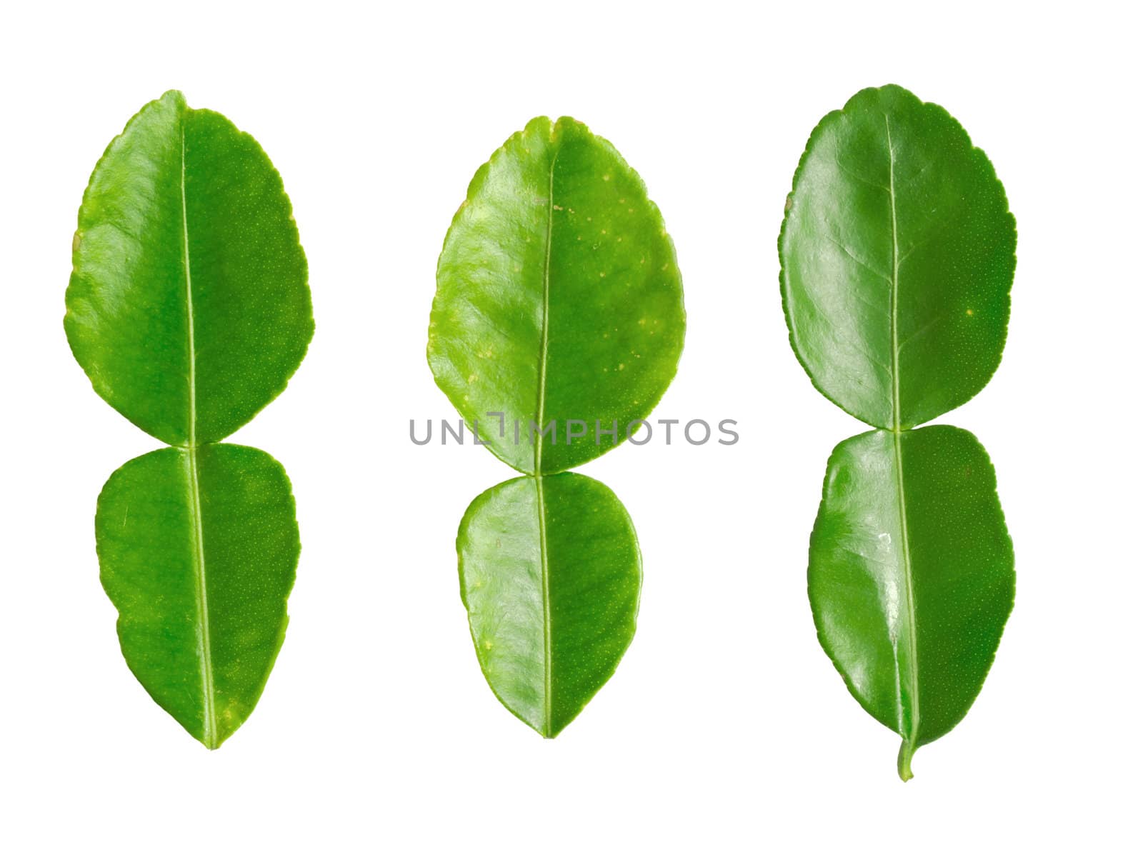 kaffir lime leaves by zkruger