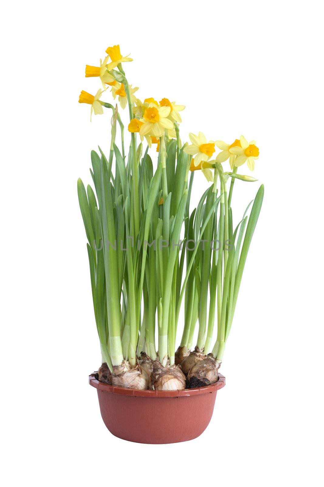 Flower pot with nice yellow daffodils on white background. Isolated with clipping path