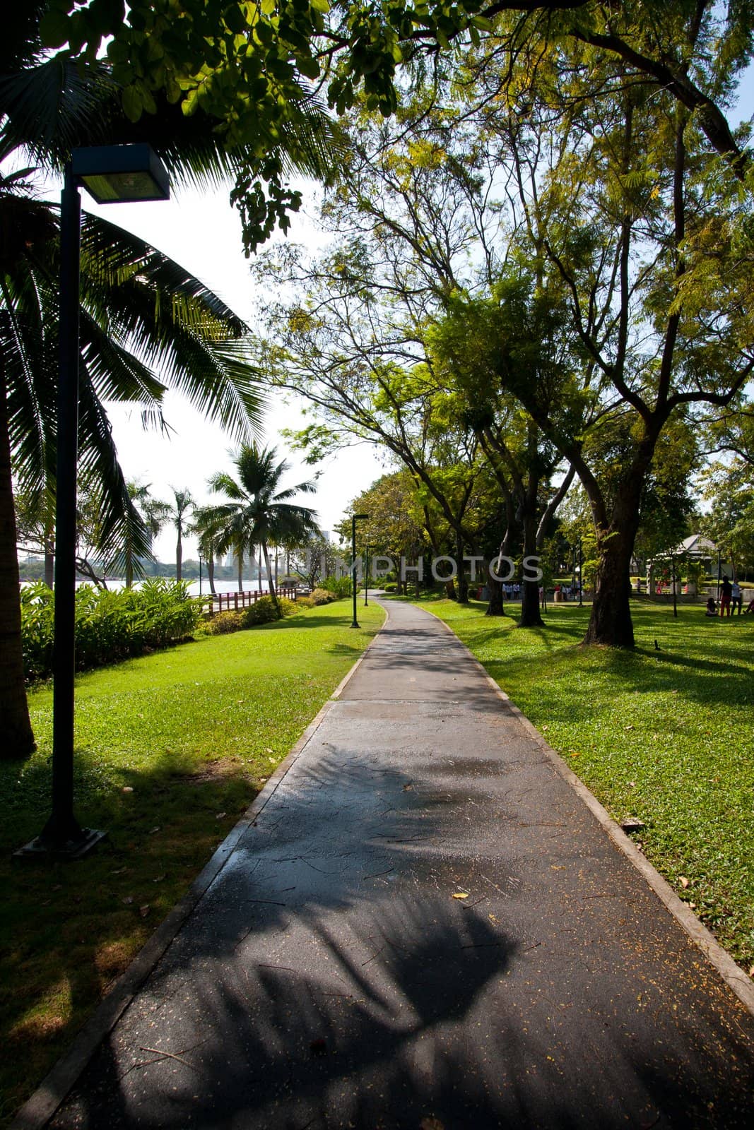 The rest walk in the park with tall trees and green lawns. Fresh in your holiday.