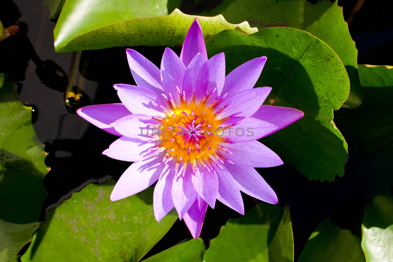 Light blue lotus. Full bloom in the center.
