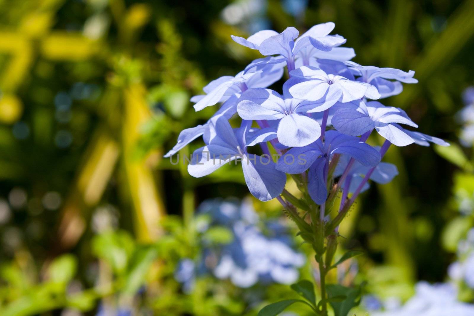 Flowers pale blue. The dominant one among a bouquet of garden
