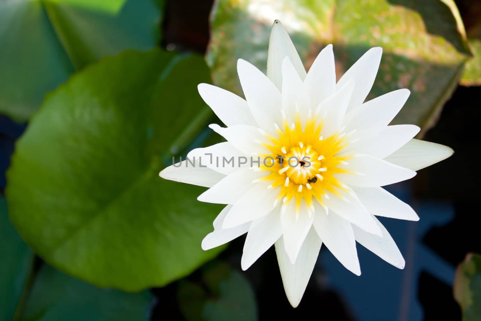 White lotus in full bloom in a pond with lotus pollen, insect glands.
