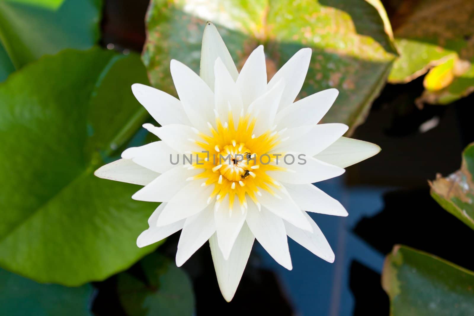 White lotus in full bloom in a pond with lotus pollen, insect glands.
