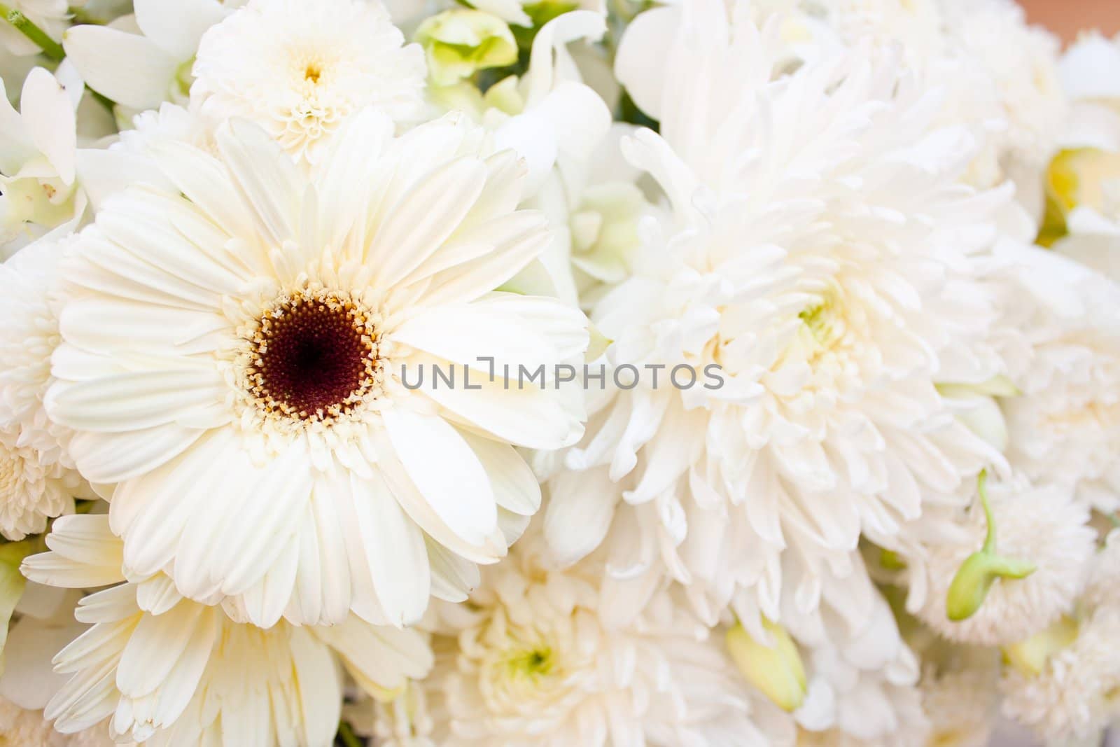 Among white, pure white flowers, fresh, clean look and help.