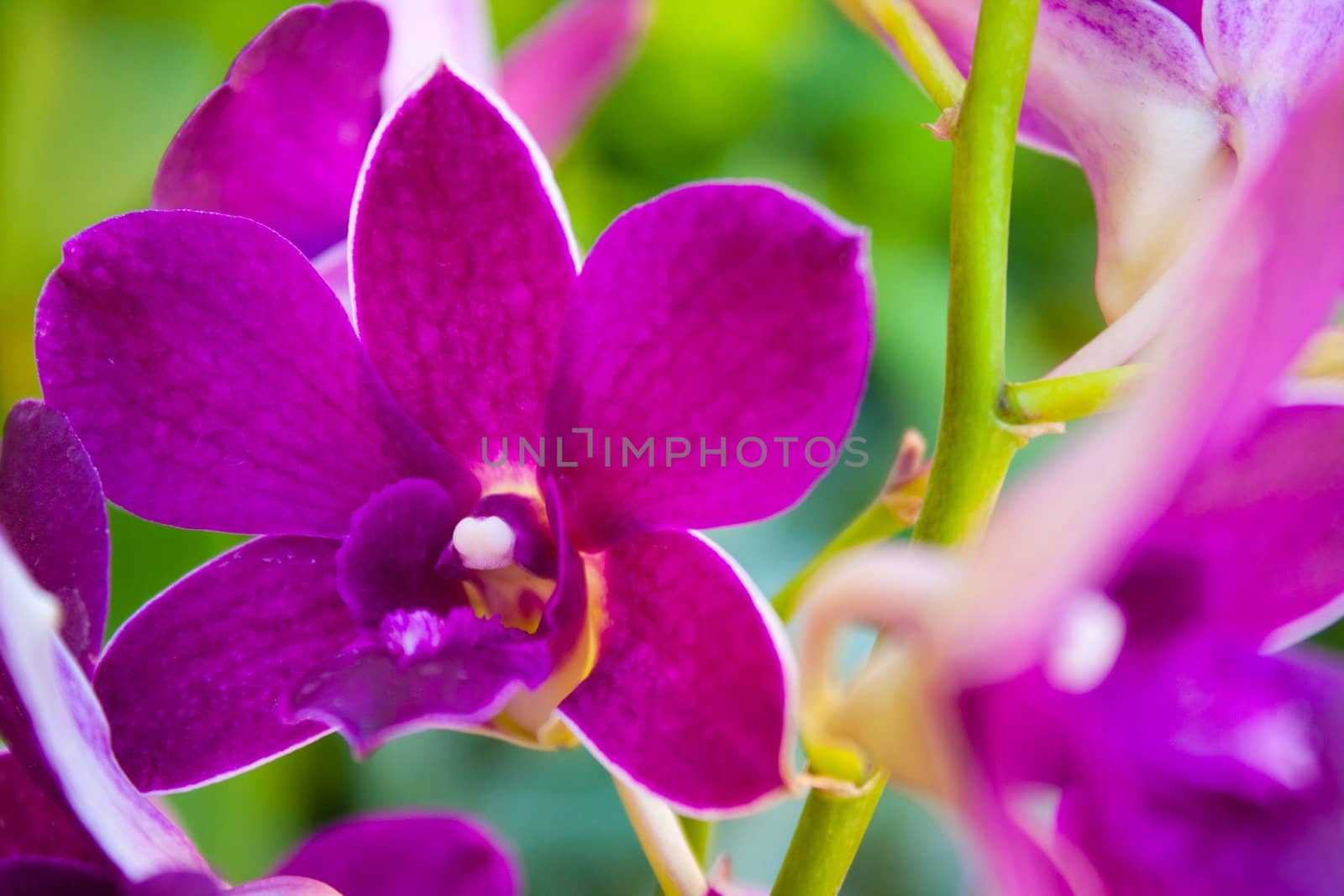 Yen orchid color. Yen Cho orchids bloom color is a fresh bouquet of beautiful
