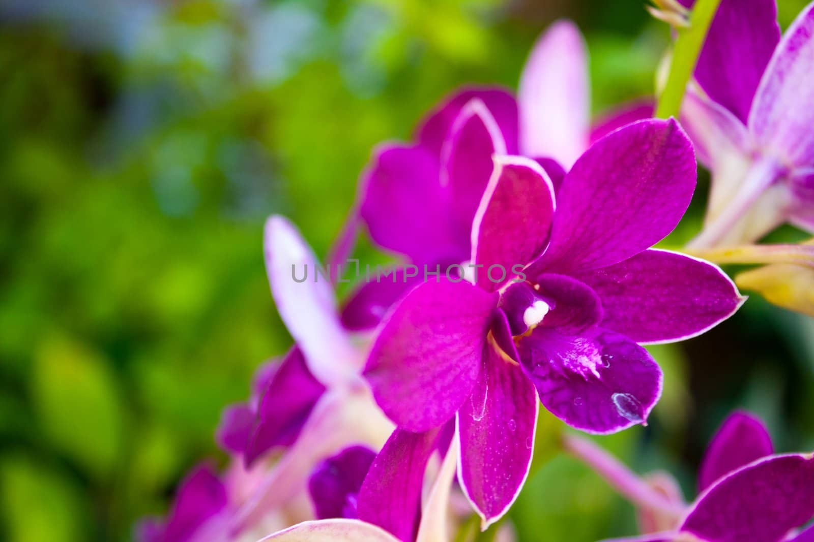 Yen orchid color. Yen Cho orchids bloom color is a fresh bouquet of beautiful
