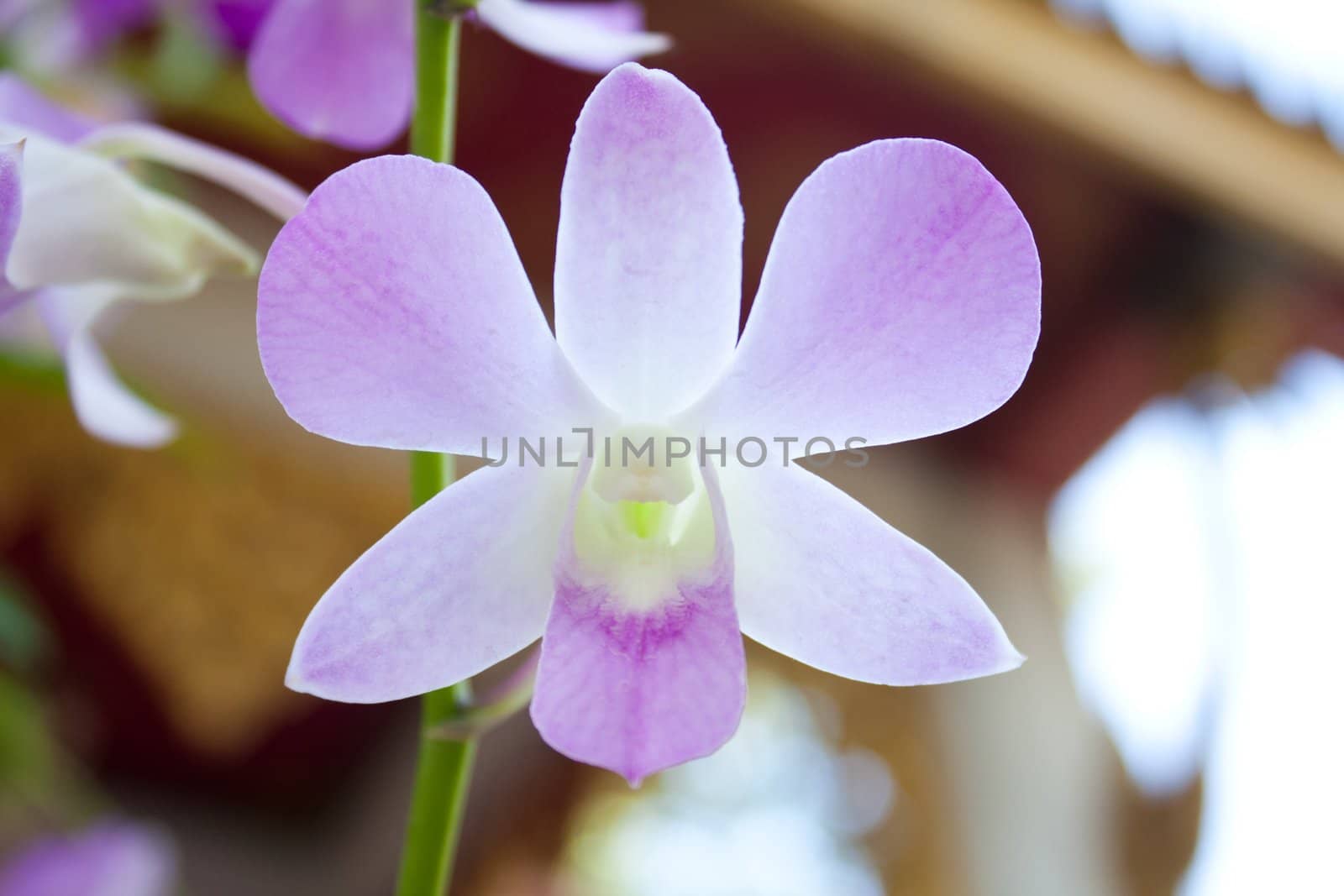 Light Blue Orchid. Light blue orchid bouquet. Orchids that have fresh and clean look.
