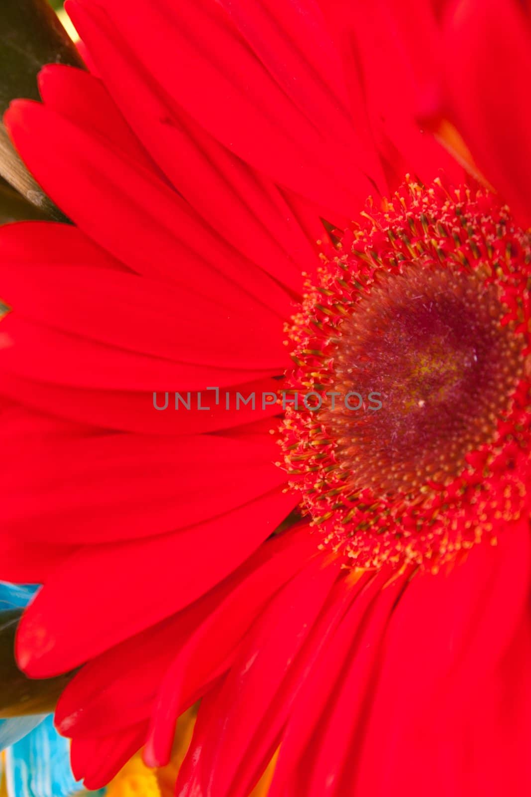 Yen dark red flowers, fresh and refreshing view full bloom.
