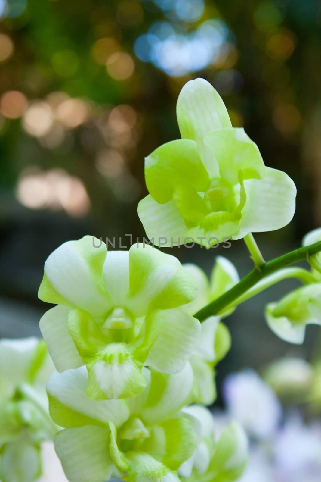 Orchid green light A bouquet of orchids, long
