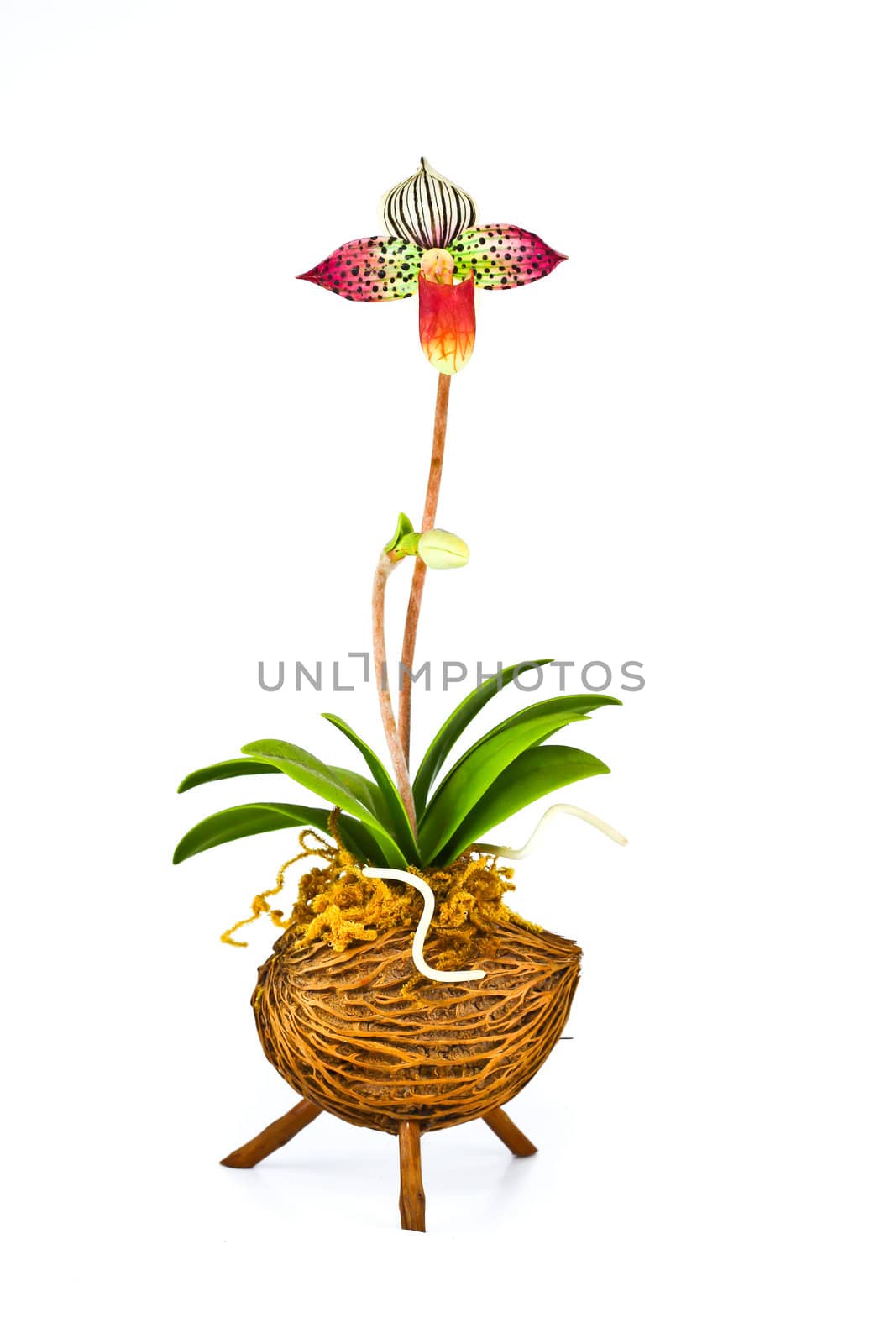 Orchid flower by bajita111122