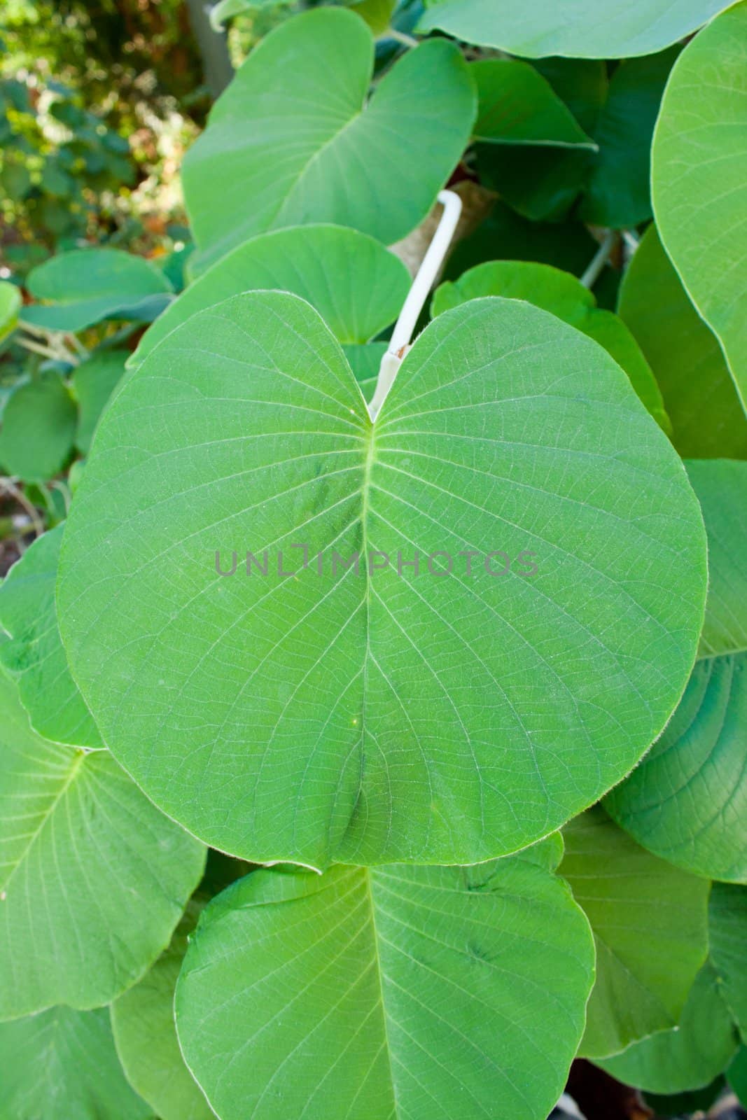 Fresh green leaves. Circular shape is refreshing.
