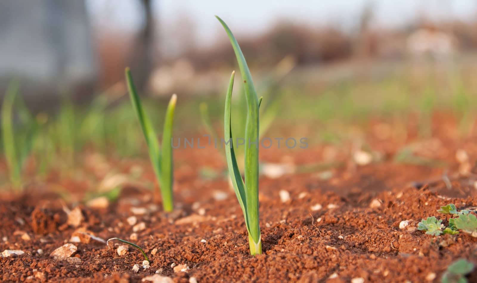 young healthy shoots of garlic in the garden