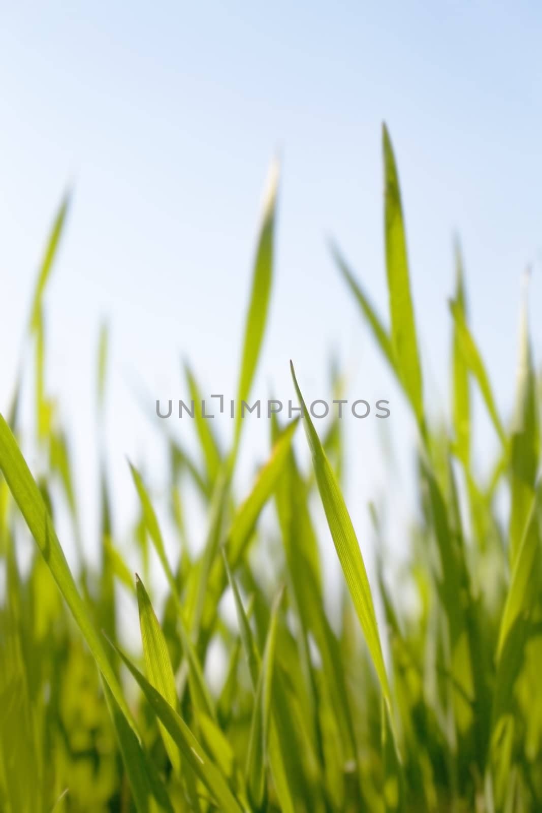 juicy green summer grass on a clear sky background