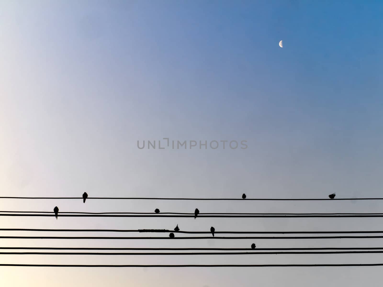 Bird on wire and the moon in the sky