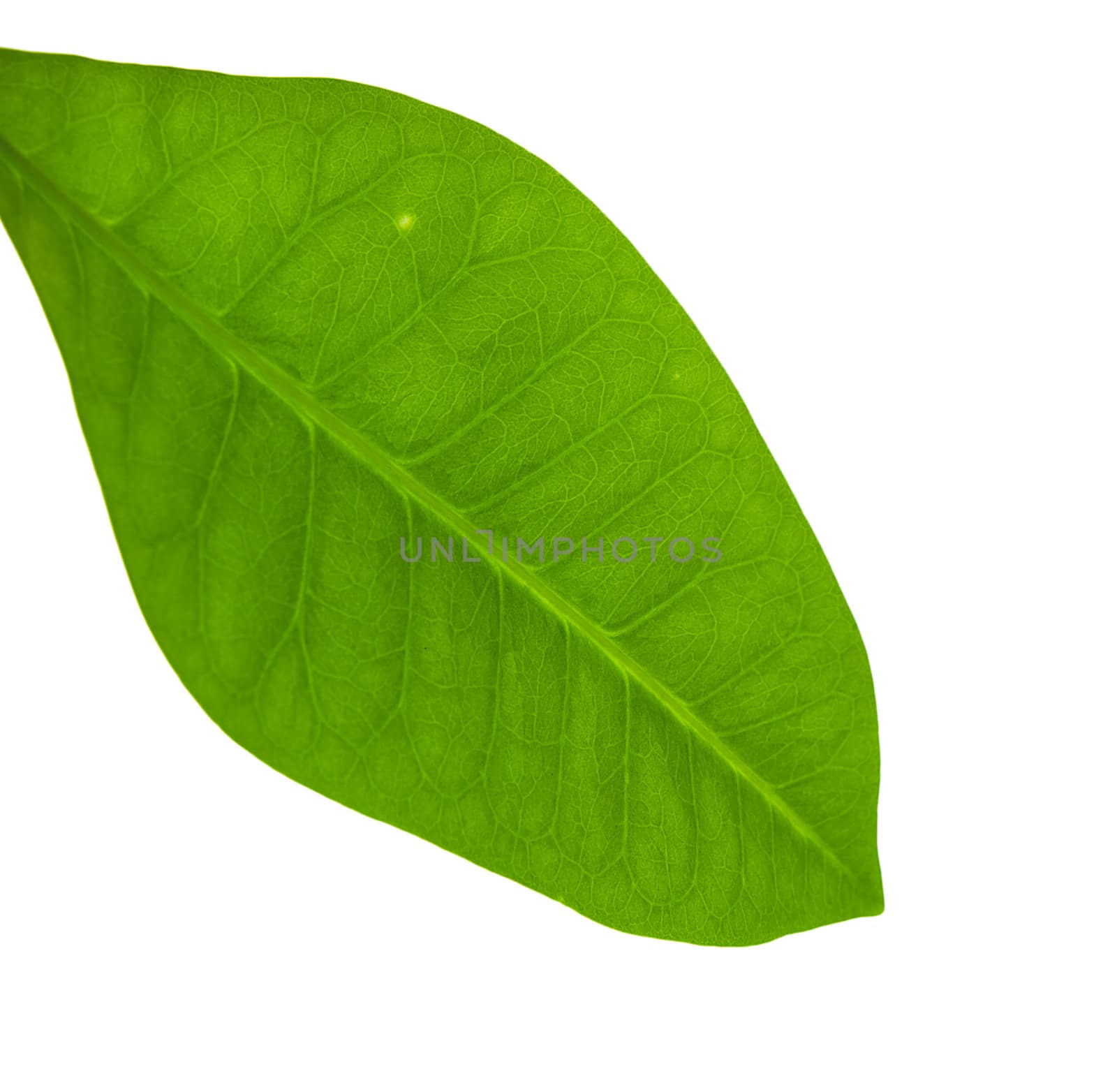 Fresh green leaf with visible veins and structure on a white background
