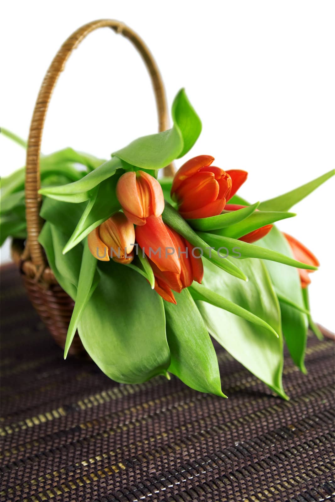 Beautiful red tulips and old basket isolated on a white background