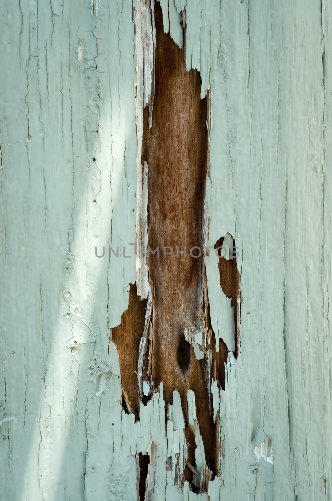 Caries like termites eat the wood