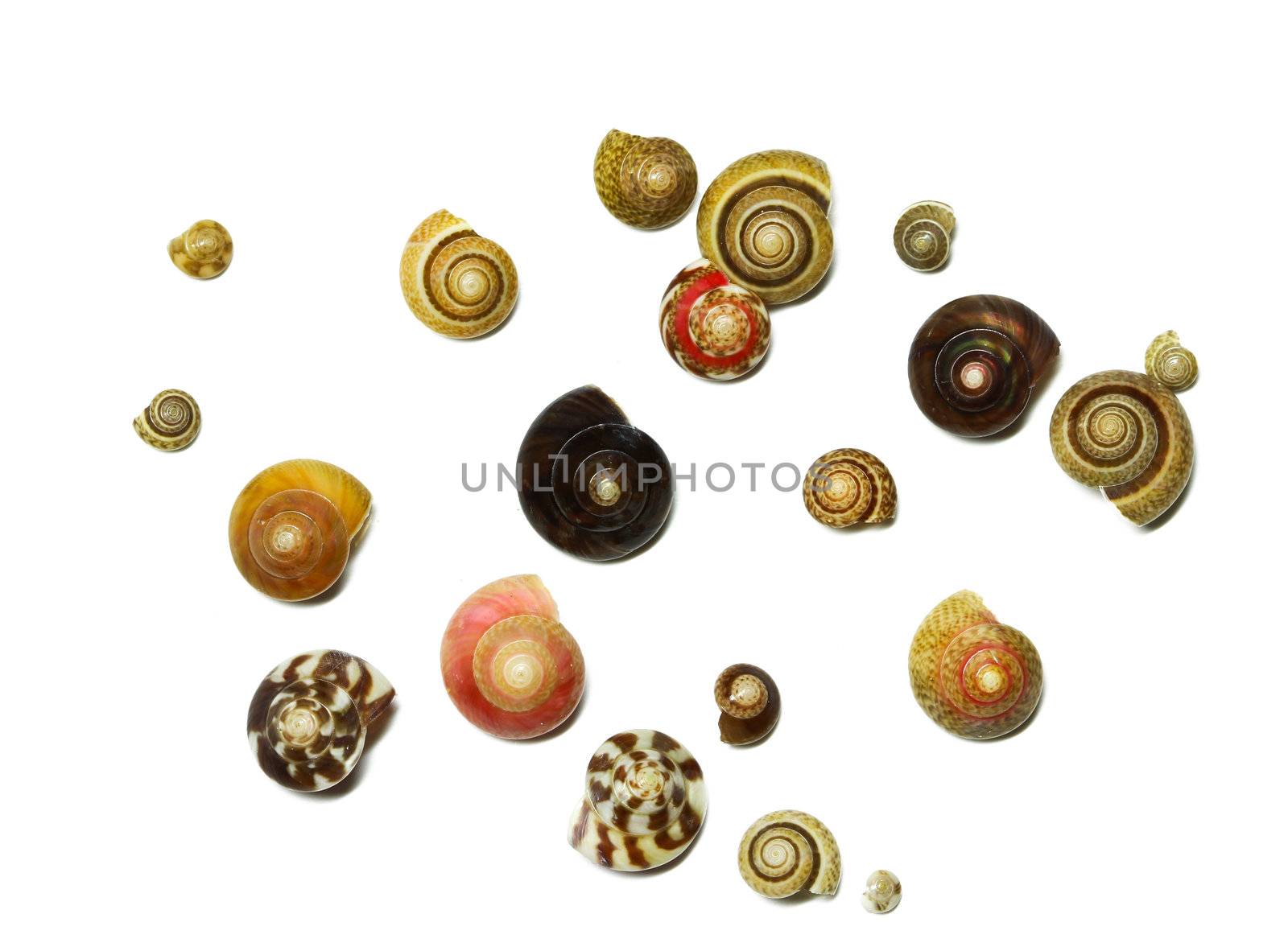 An image of seashells on white background by bajita111122