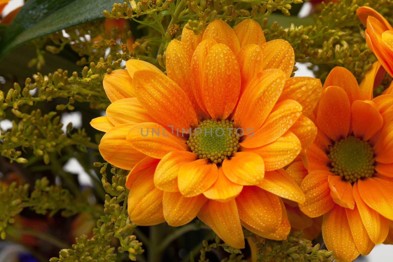 Orange chrysanthemum flowers by Discovod