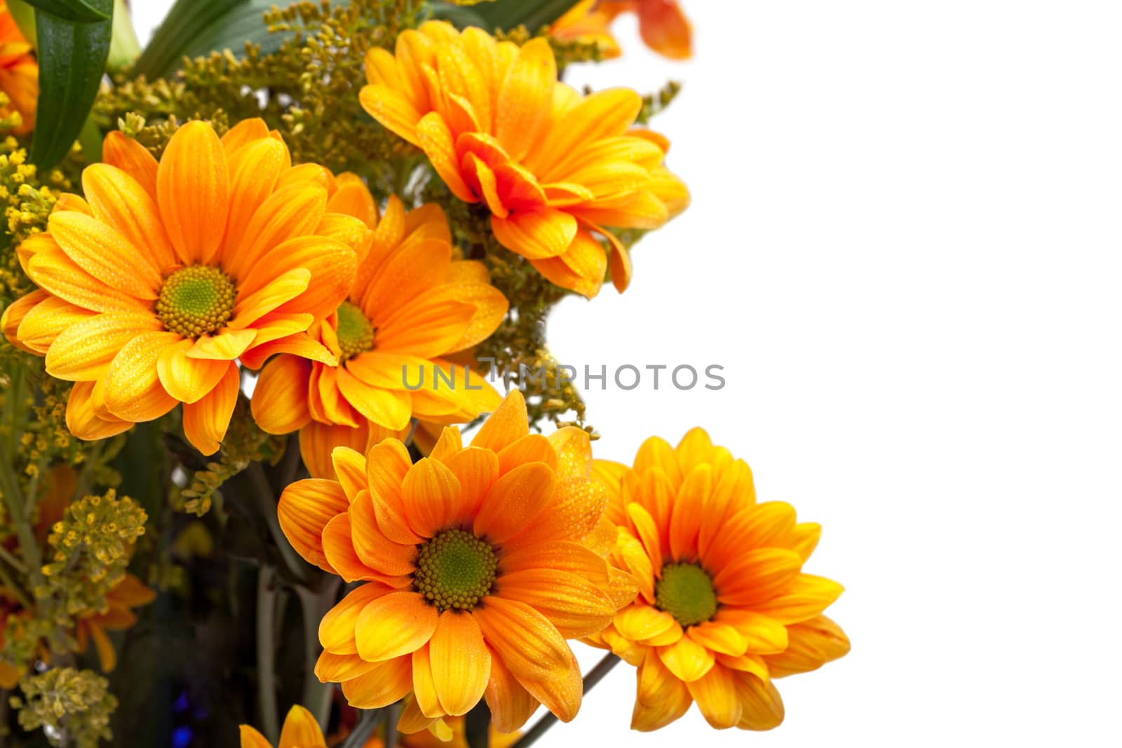 Orange chrysanthemum flowers by Discovod