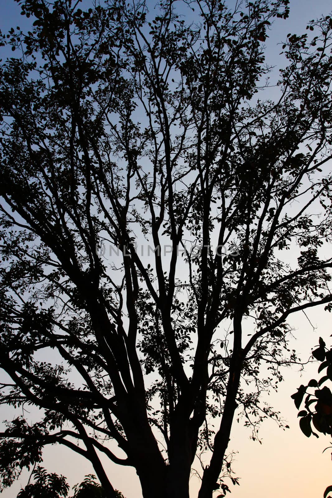 silhouette of trees by bajita111122