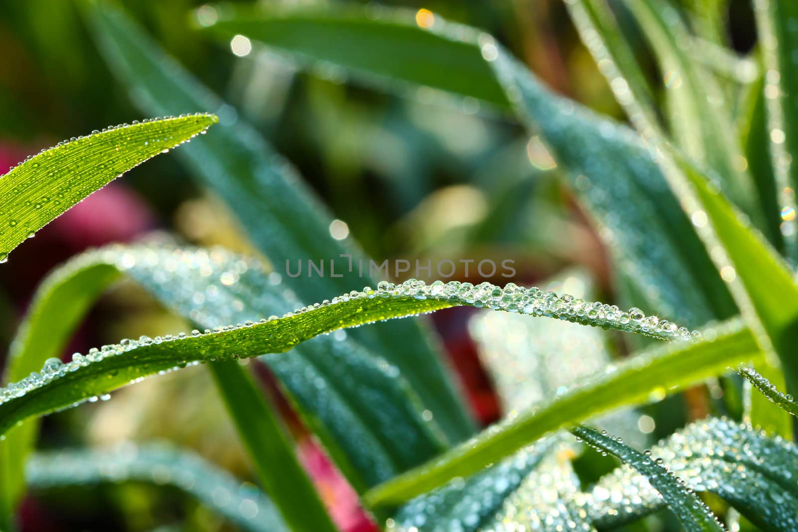 fresh water droplets on leaf by bajita111122