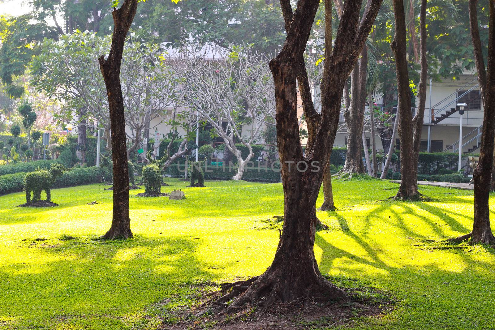 Trees on green grass surface