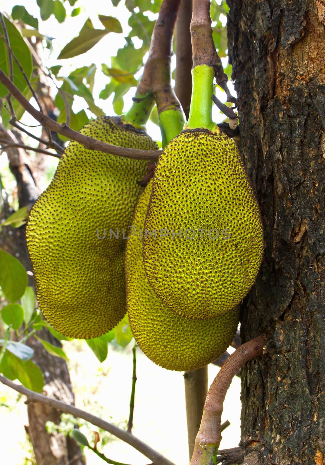 Jack Fruit hanging on the tree in Thailand