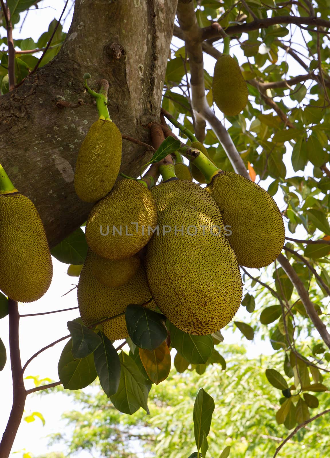 Jack Fruit hanging on the tree in Thailand