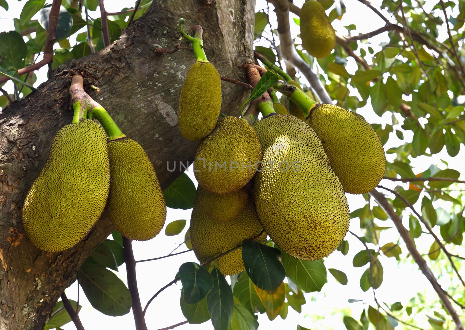 Jack Fruit hanging on the tree in Thailand